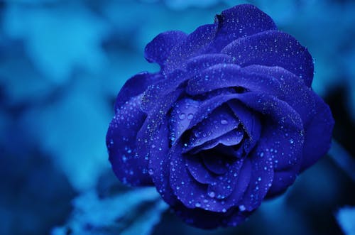 a blue rose